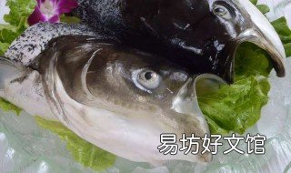 鳙鱼是什么鱼 鳙鱼是什么鱼刺多吗