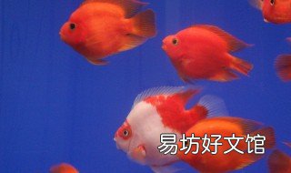 鹦鹉鱼眼睛凸出来是什么病 鹦鹉鱼眼睛凸出来是什么病眼皮上方有浓包怎么治