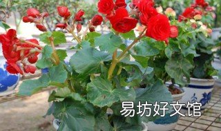 虎皮海棠的养殖方法 虎刺海棠的养殖方法