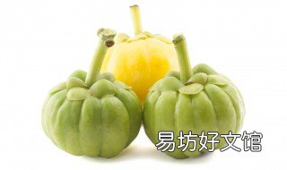藤黄果的功效与作用 大叶藤黄果的功效与作用