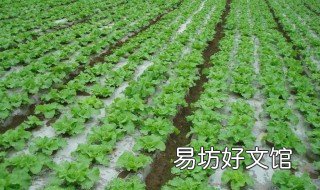 雪里蕻的种植方法 雪里蕻的种植方法和时间为什么白菜要移卡栽