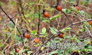 金鹰子功效 金鹰果的功效