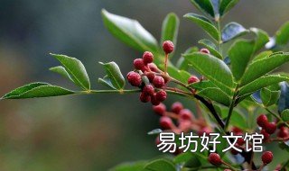 花椒树秋季修剪 花椒树秋季修剪方法视频