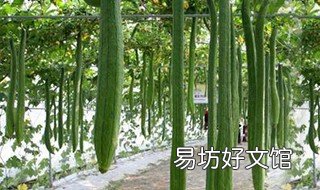 丝瓜种植技术与管理 丝瓜种植技术与管理法