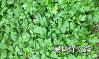 什么人不适合艾叶枕头 什么人群不能用艾叶枕头