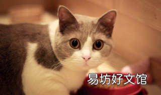 梦见动物是什么预兆 梦到动物是什么预示