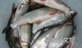 钓银鲴鱼用什么钩 垂钓银鲴鱼