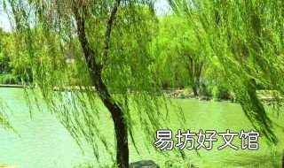 柳的意思是？原来柳有很多种类的 柳什么意思?