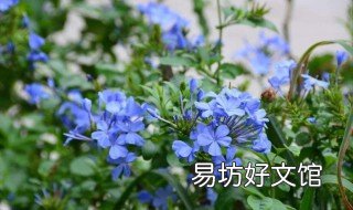 风车茉莉新手养殖方法 风车茉莉种植方法与技巧