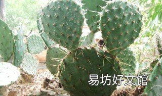 生吃仙人掌的功效 生吃仙人掌的功效与禁忌