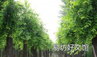 刺槐树对着人的家好吗 门前有刺槐树好不好