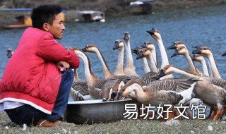 养鹅最忌什么 家中养鹅有没有大忌