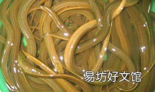 黄鳝快长速养法 黄鳝快长速养法图解