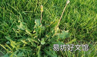 车前草和蒲公英煮水有什么功效 车前草能和蒲公英一起煮水喝吗