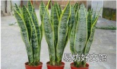 白玉虎皮兰刚载时要不要浇水 白玉虎皮兰花