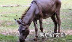 周公解梦梦见驴什么意思 梦见驴象征着什么