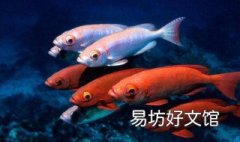 鱼拍摄技巧 鱼的拍摄技巧