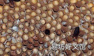 蜂蛹的功效及禁忌 蜂蛹的功效及禁忌是什么