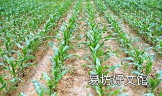 8月份能种玉米吗 八月底还能种玉米吗