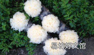 银耳种植技术 银耳种植技术和成本