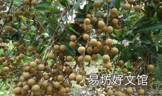 桂圆树在北方能活吗 桂圆树在北方能活吗视频