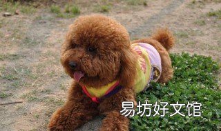 治狗耳螨绝招 如何治疗狗耳螨