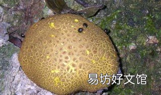 马勃的副作用 马勃的药理作用