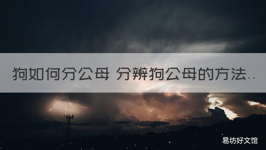 狗如何分公母 分辨狗公母的方法 怎样分辨狗的公母要最简单的