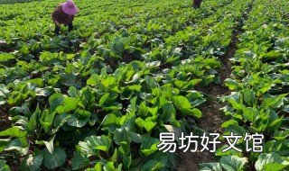 菜苔种植技术 红油菜苔种植技术