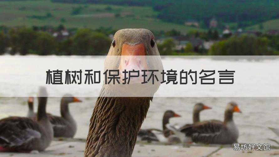 植树和保护环境的名言 关于保护树的名言
