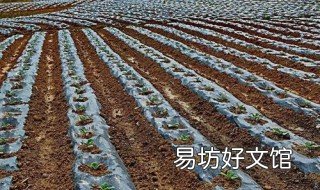 食用百合大面积种植能铺地膜吗 食用百合的种植