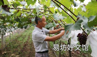葡萄秋季施什么肥好 葡萄冬季用什么肥