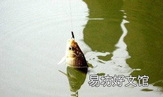 用蚯蚓饵钓鱼的技巧有哪些 钓鱼饵料蚯蚓