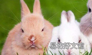 养兔子备什么药 养兔子要吃什么药