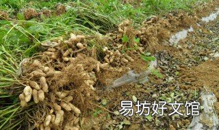 七彩花生怎么种植 七彩花生种植地区