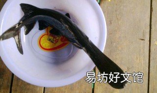 鸭嘴鱼养殖技术介绍 人工养殖鸭嘴鱼技术