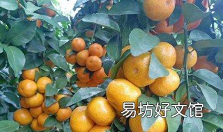 适合大门前种的果树 大门前适合栽什么果树