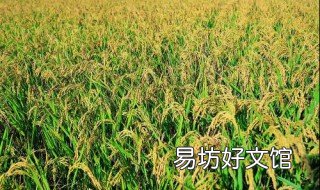梦见谷子什么意思?分为四种意思 我梦见谷子