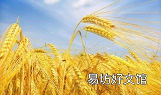 自制大葱杀虫剂 大葱用什么药防虫