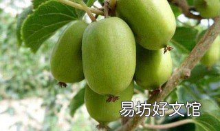 软枣猕猴桃种植前景好 软枣猕猴桃前景如何