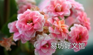 最好看的长寿花 最好看的长寿花品种