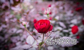 大棚玫瑰花种植方法 大棚玫瑰花种植方法全过程