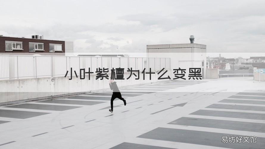 小叶紫檀为什么变黑 小叶紫檀叶子发黑