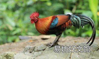 鸡拉白色稀粪怎么治 鸡拉白色稀粪便是什么病