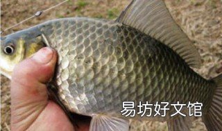 猪肝钓鲤鱼绝密配方 猪肝钓鲤鱼绝密配方图片