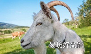 山羊的瞳孔是什么形状