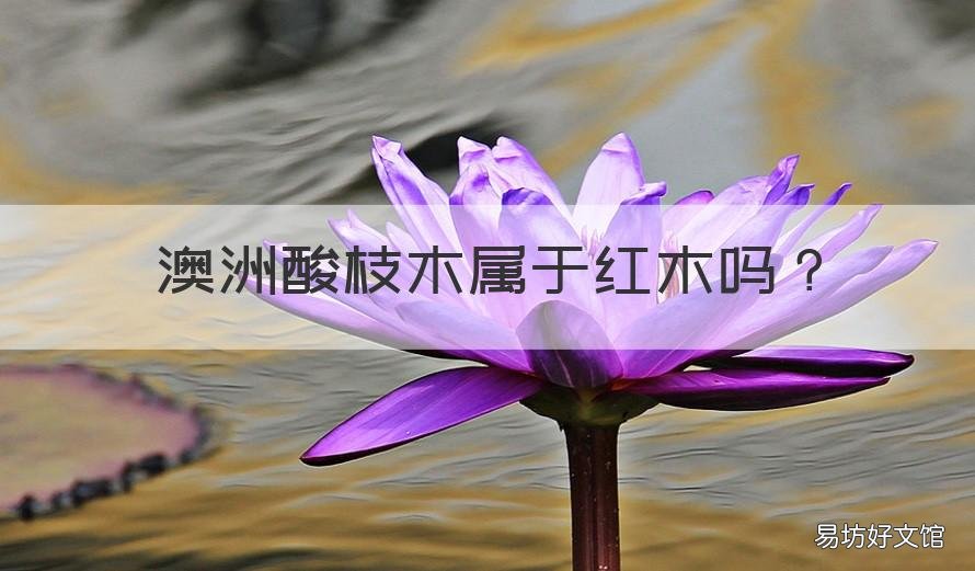 澳洲酸枝木属于红木吗 澳洲酸枝木属于红木吗图片