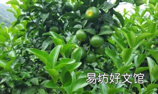 沙糖桔花芽为什么出得少 沙糖桔花芽为什么出得很慢