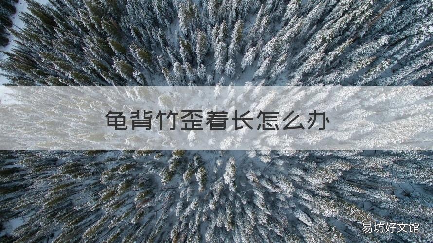 龟背竹歪着长怎么办 龟背竹叶子歪着长