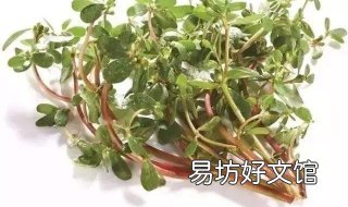 马齿苋洗头变黑发 马齿苋洗头发能变黑吗